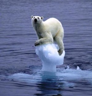 Melting-ice-polar-bear